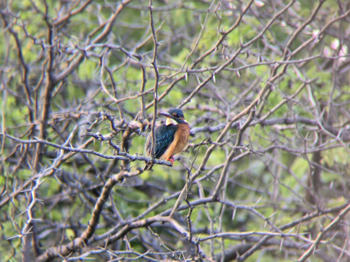 Common Kingfisher - ML645305364