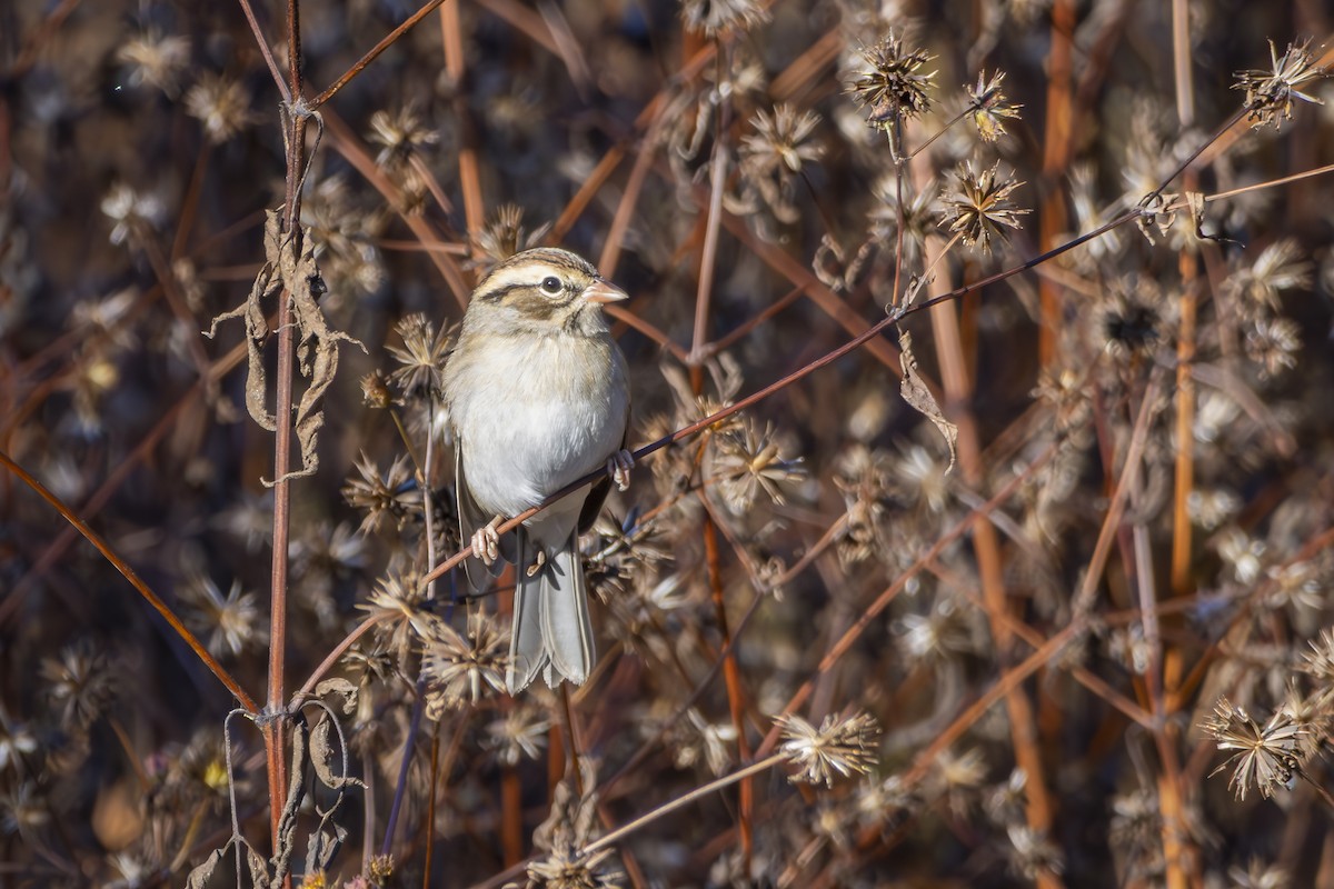 Chipping Sparrow - ML645305369