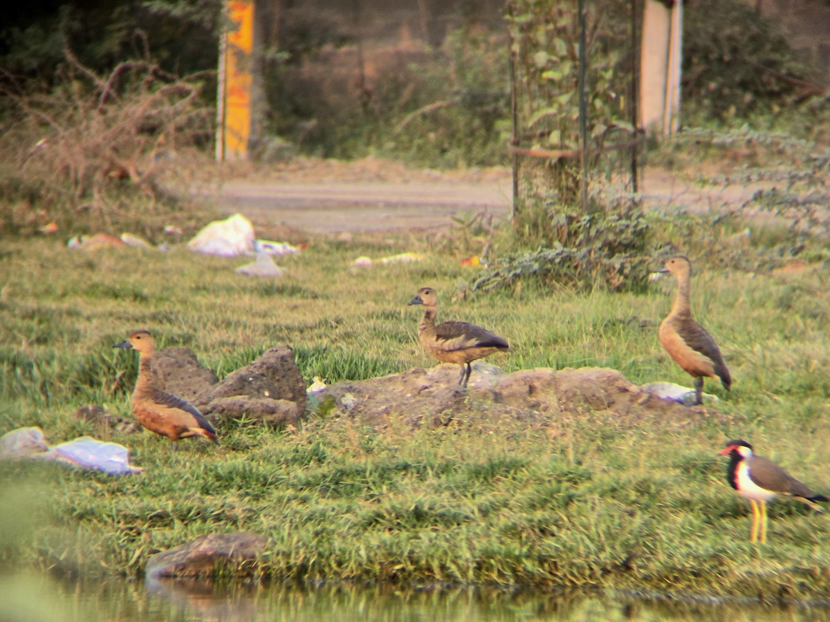 Lesser Whistling-Duck - ML645305374
