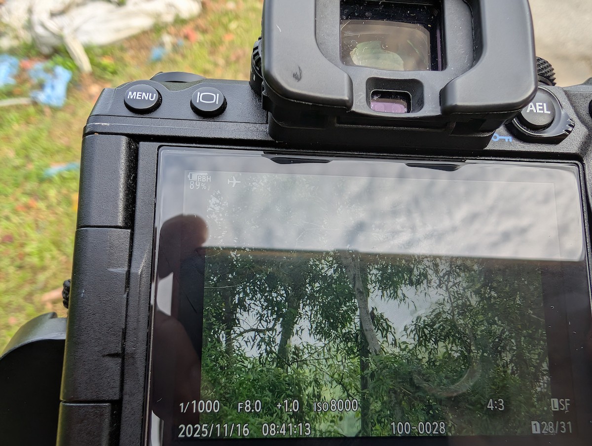 ズアカミユビゲラ - ML645305378