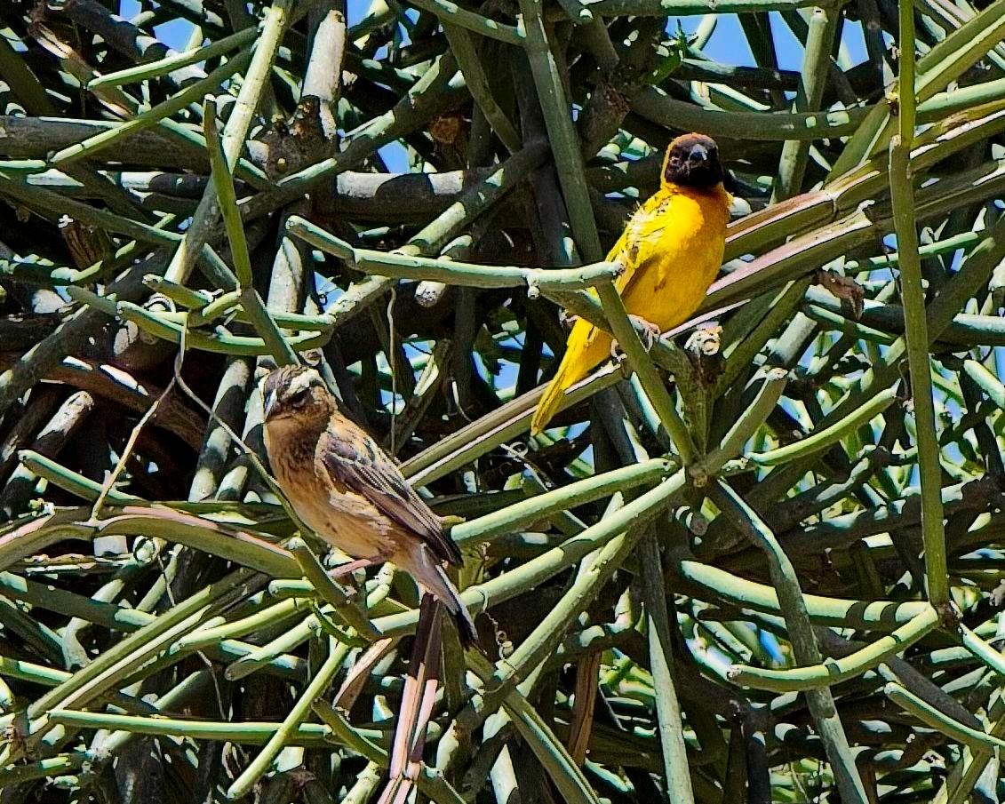 Black Bishop - ML645305379