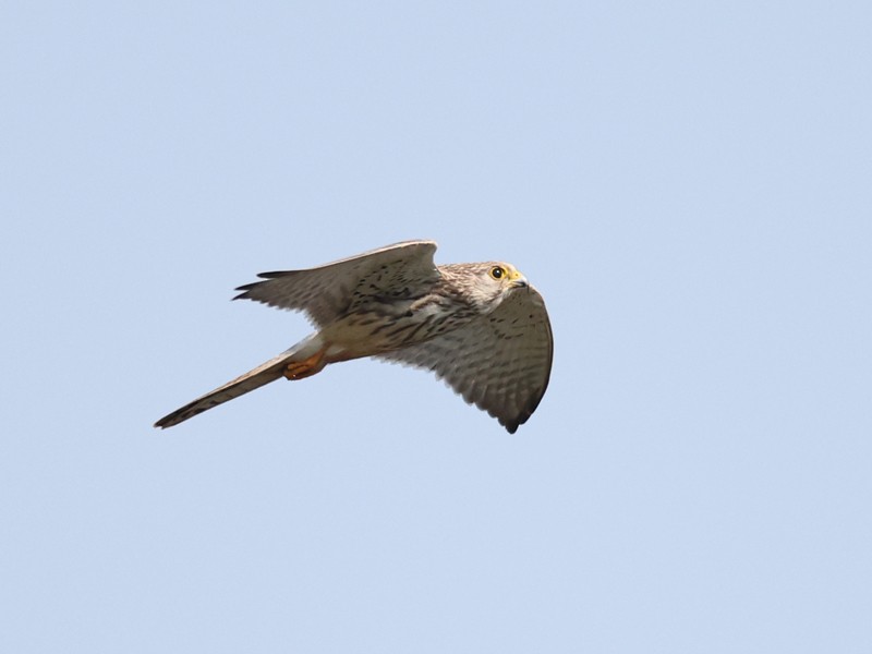 チョウゲンボウ - ML645305380