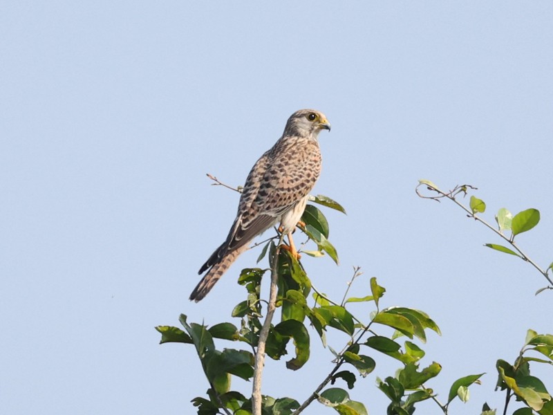 Eurasian Kestrel - ML645305381
