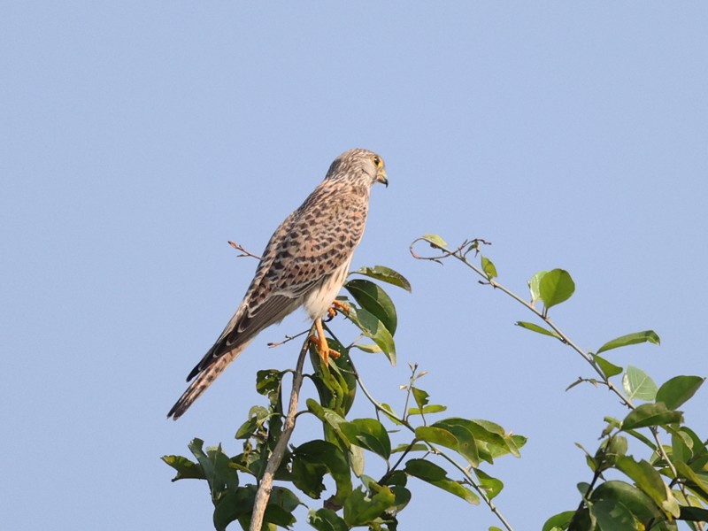 チョウゲンボウ - ML645305382