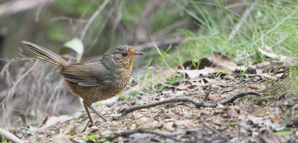 アンナイドリ - ML645305387