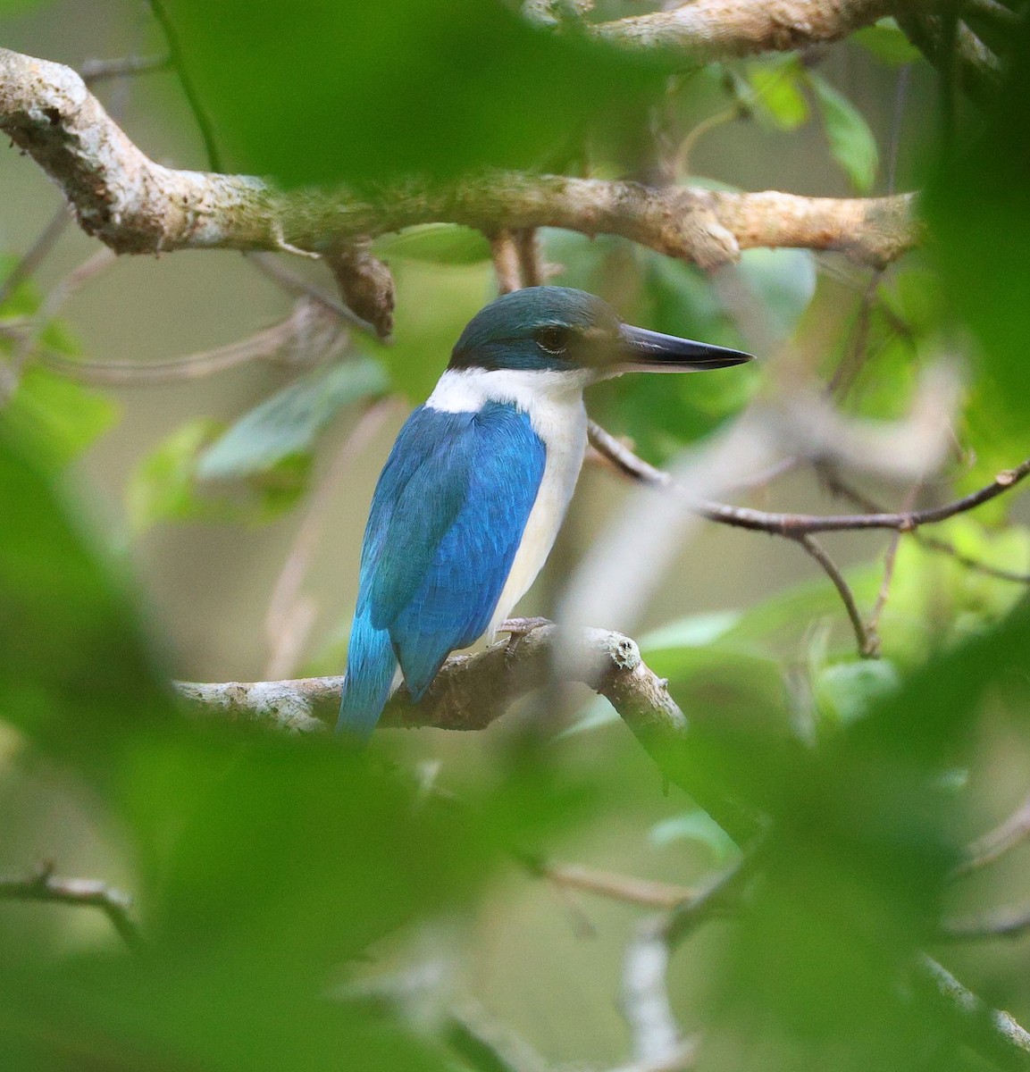 ナンヨウショウビン - ML645305388