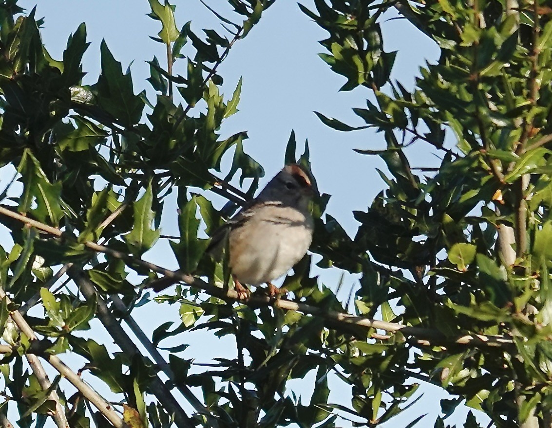 ミヤマシトド - ML645305390