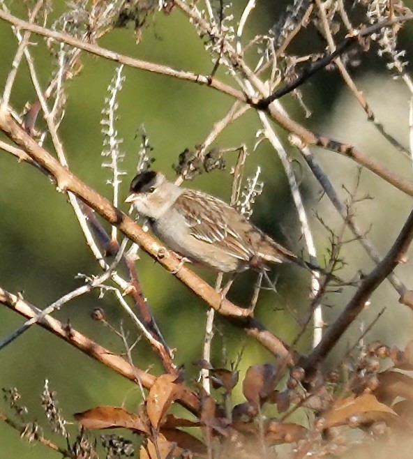 ミヤマシトド - ML645305391