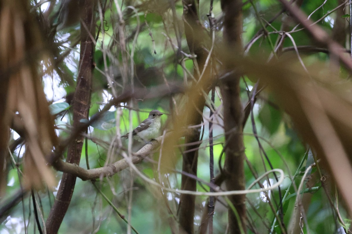 マミジロキビタキ - ML645305392