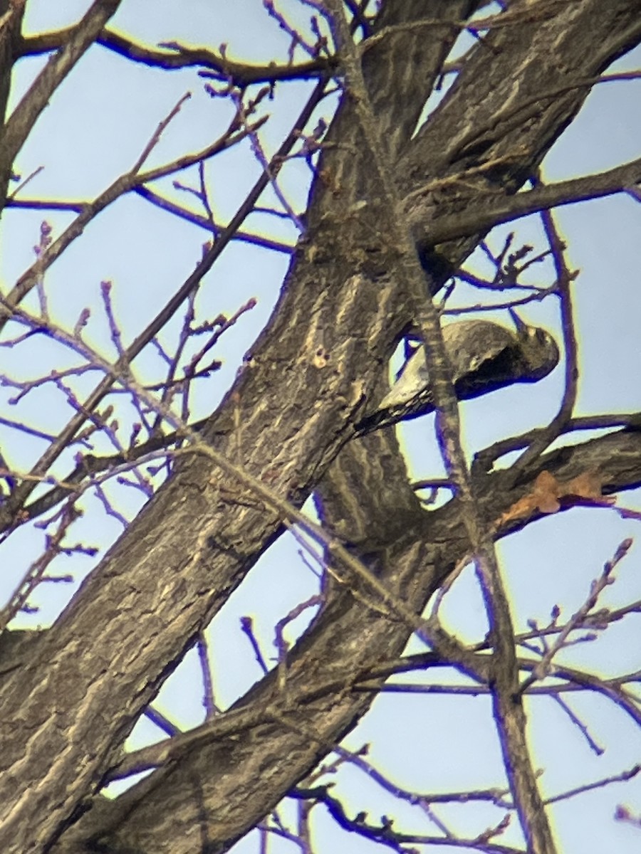 Yellow-bellied Sapsucker - ML645305393
