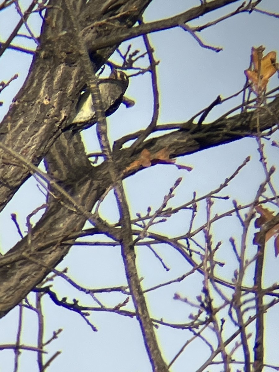 Yellow-bellied Sapsucker - ML645305394