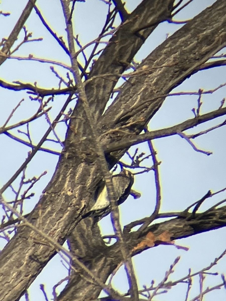 Yellow-bellied Sapsucker - ML645305395