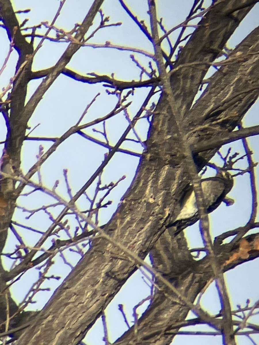 Yellow-bellied Sapsucker - ML645305396