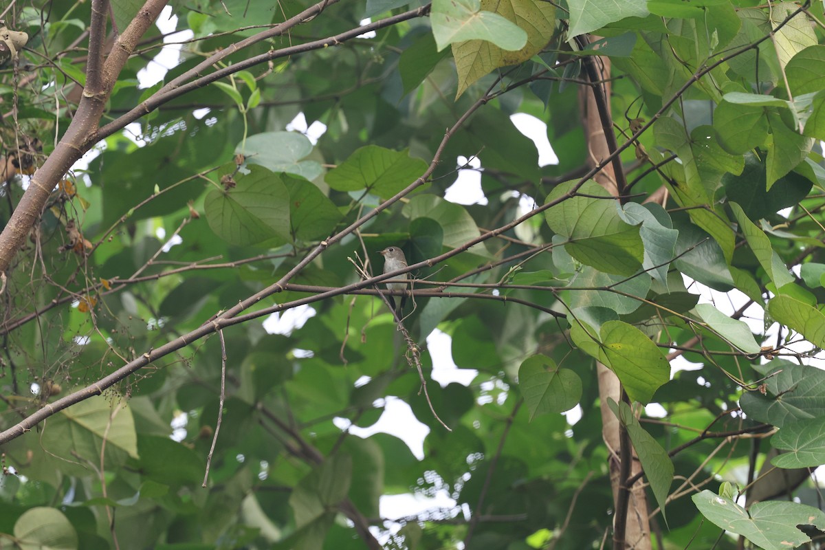 コサメビタキ - ML645305398