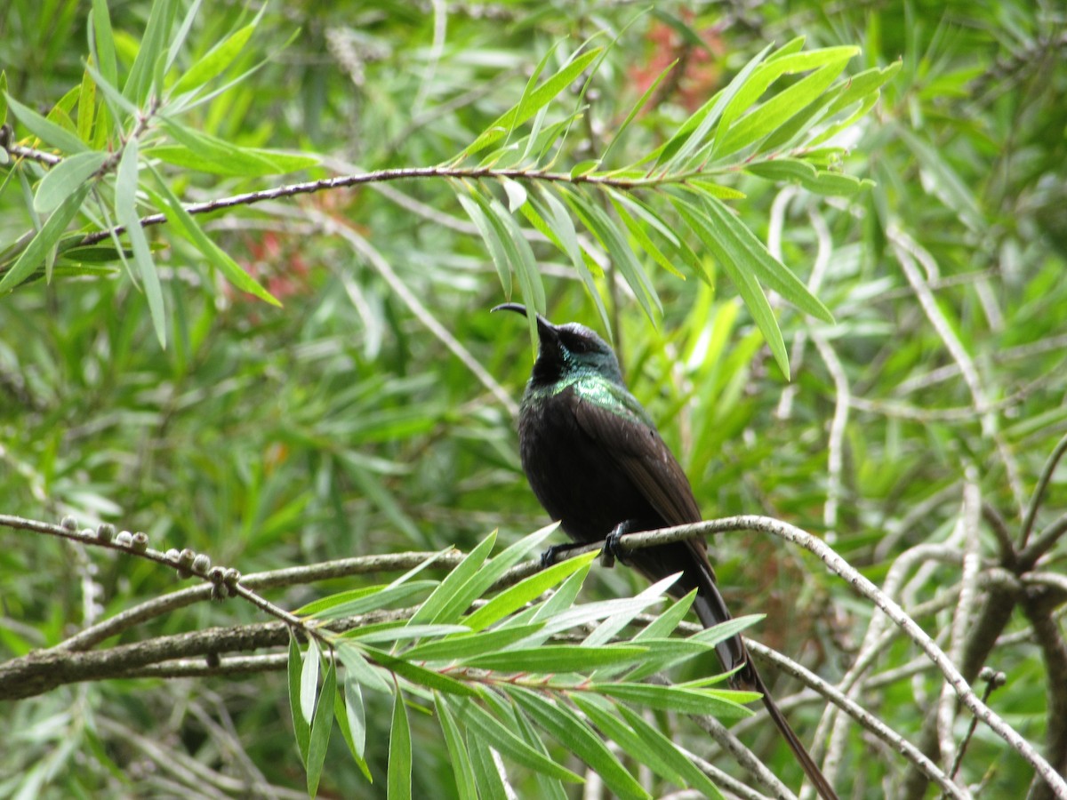 ブロンズオナガタイヨウチョウ - ML645305399