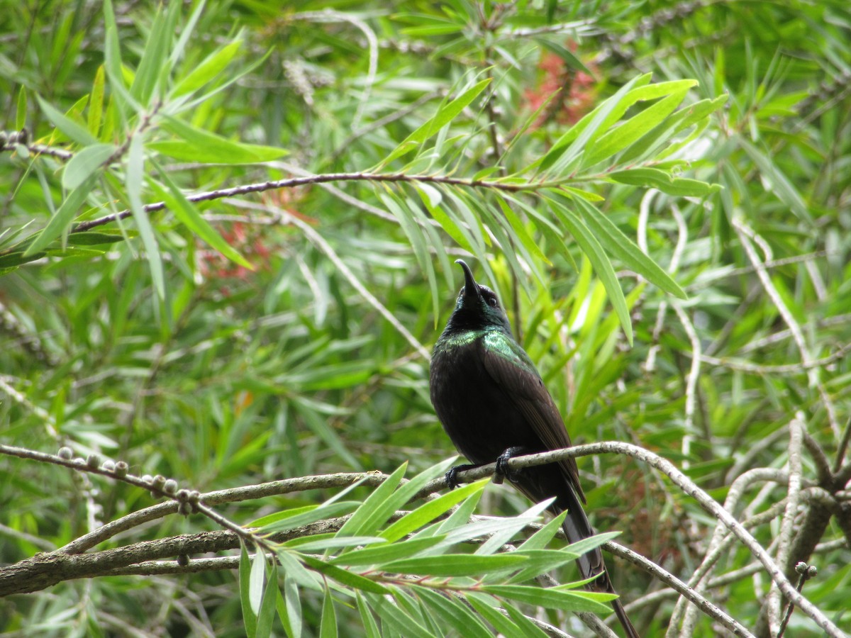 ブロンズオナガタイヨウチョウ - ML645305400