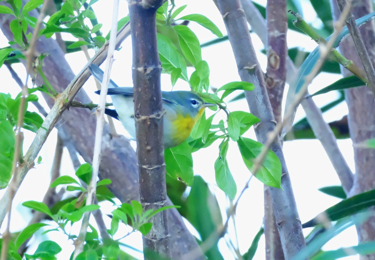 アサギアメリカムシクイ - ML645305401