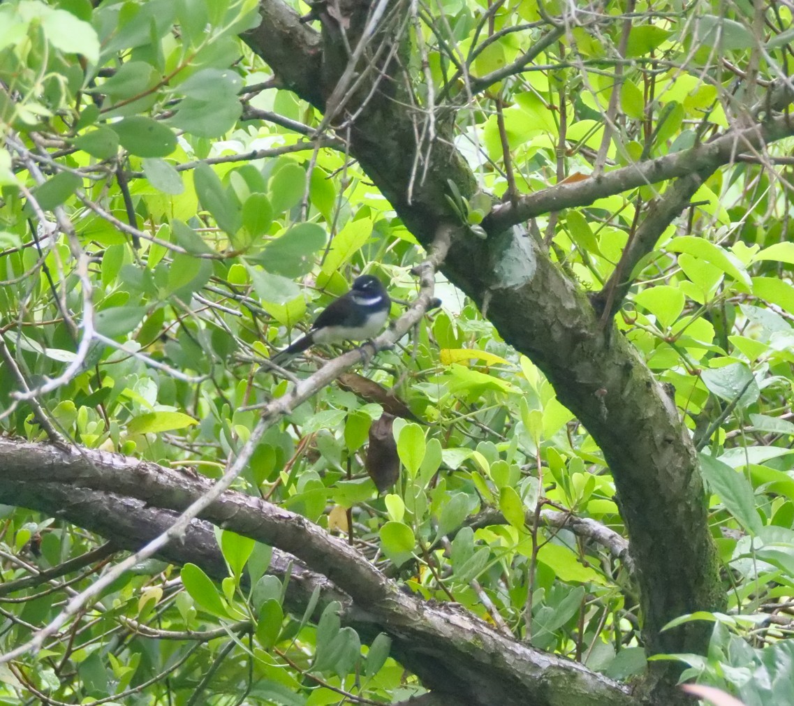 ムナオビオウギビタキ - ML645305403