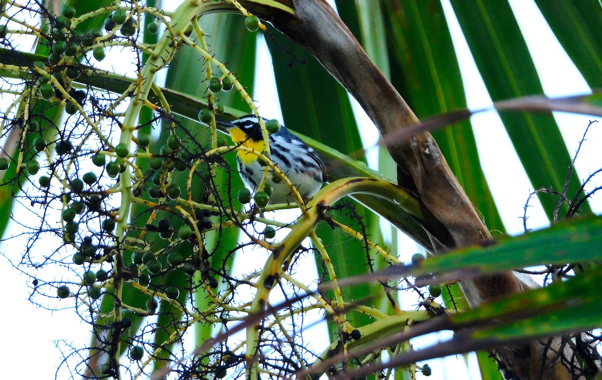 キノドアメリカムシクイ - ML645305406