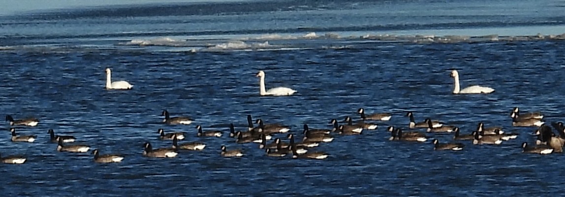 コハクチョウ - ML645305407