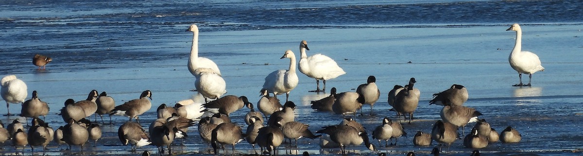 コハクチョウ - ML645305408