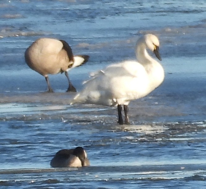 コハクチョウ - ML645305409