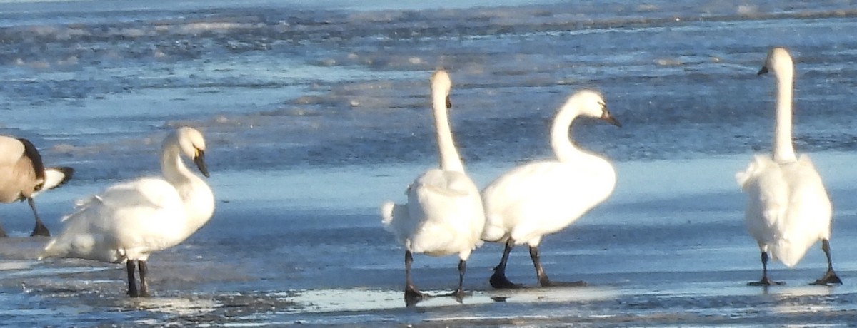 コハクチョウ - ML645305410