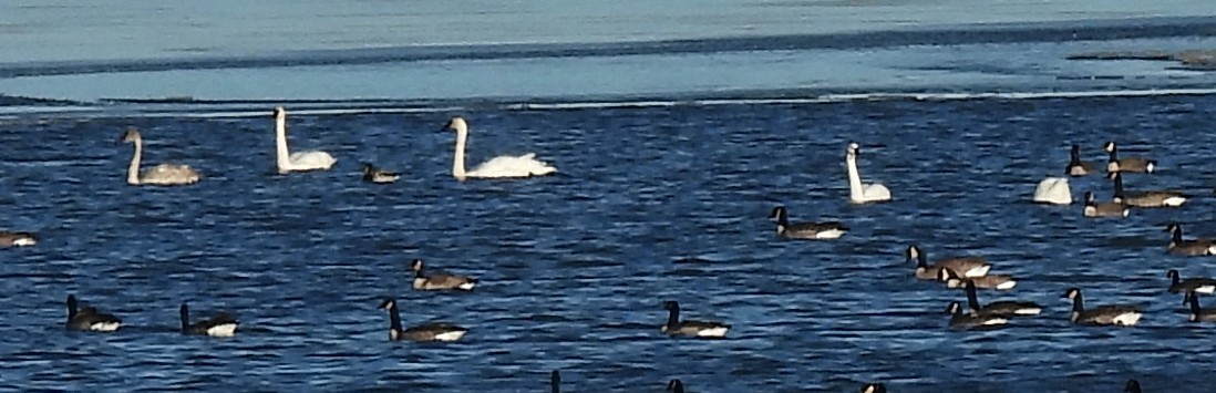 コハクチョウ - ML645305411