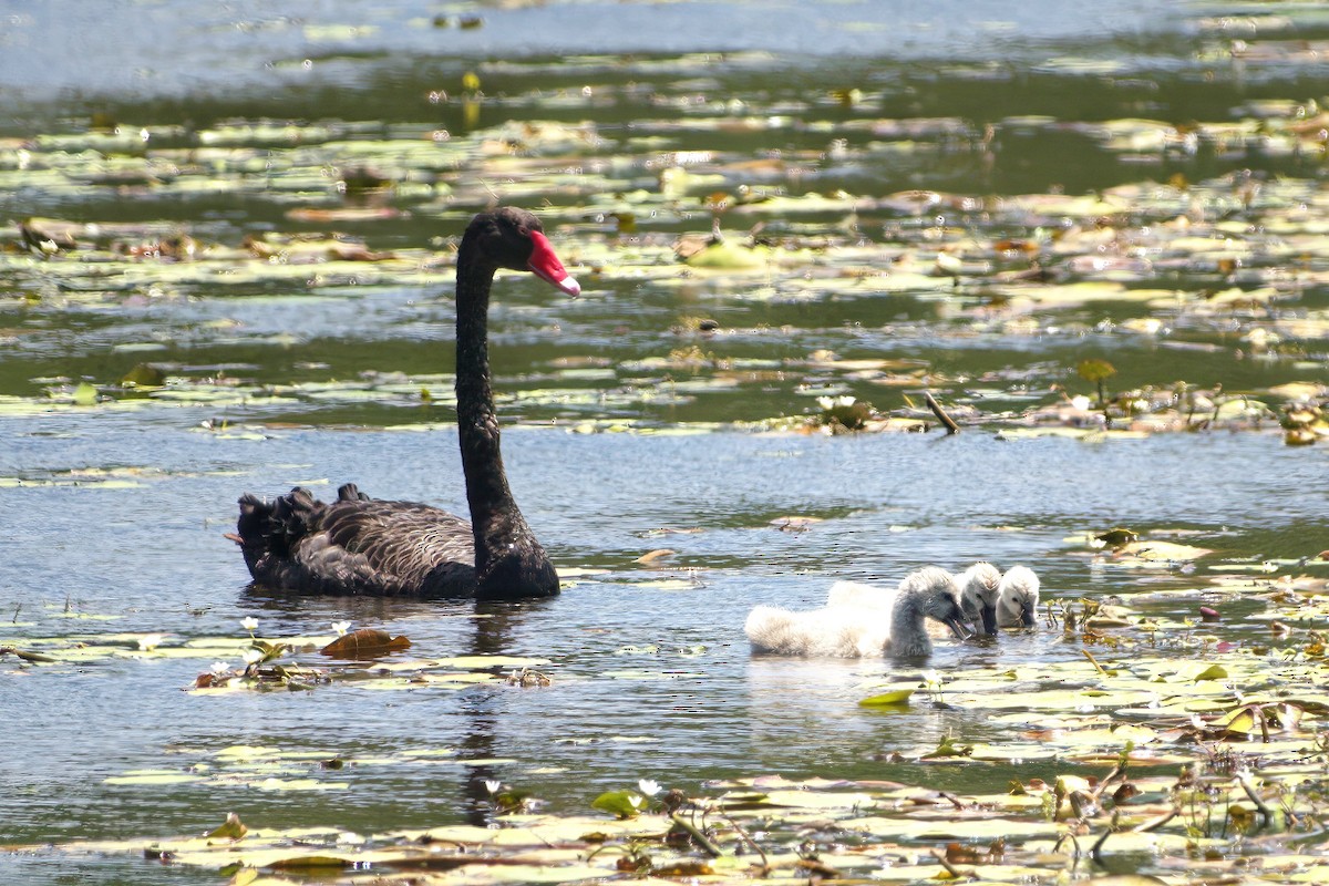 コクチョウ - ML645305412