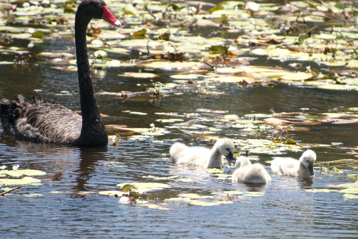 コクチョウ - ML645305413