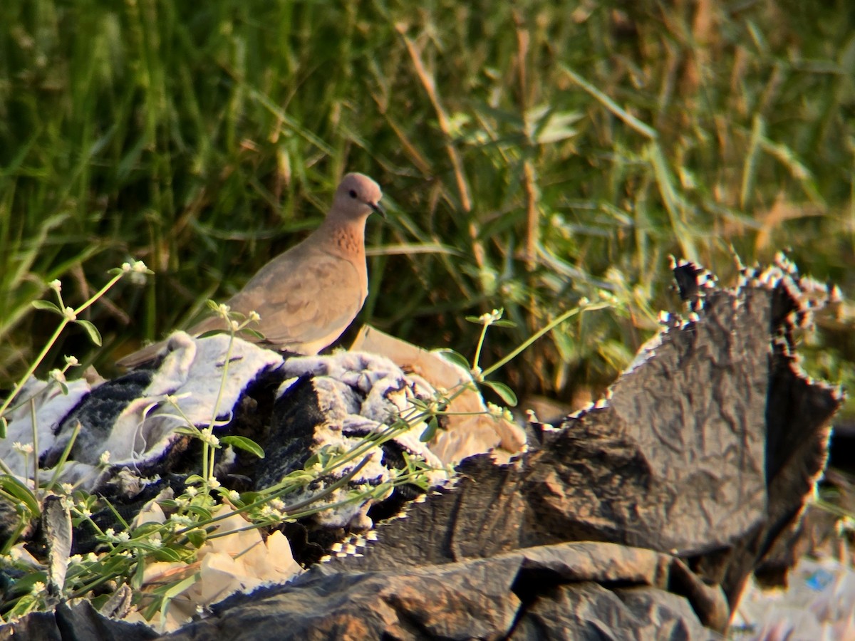 ワライバト - ML645305414