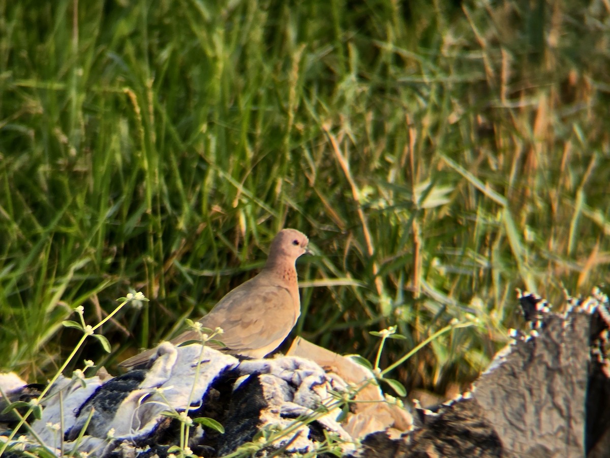 ワライバト - ML645305415