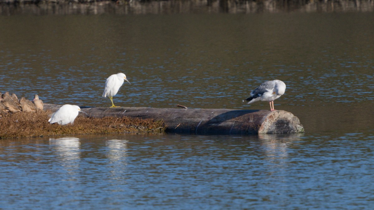 ユキコサギ - ML645305416