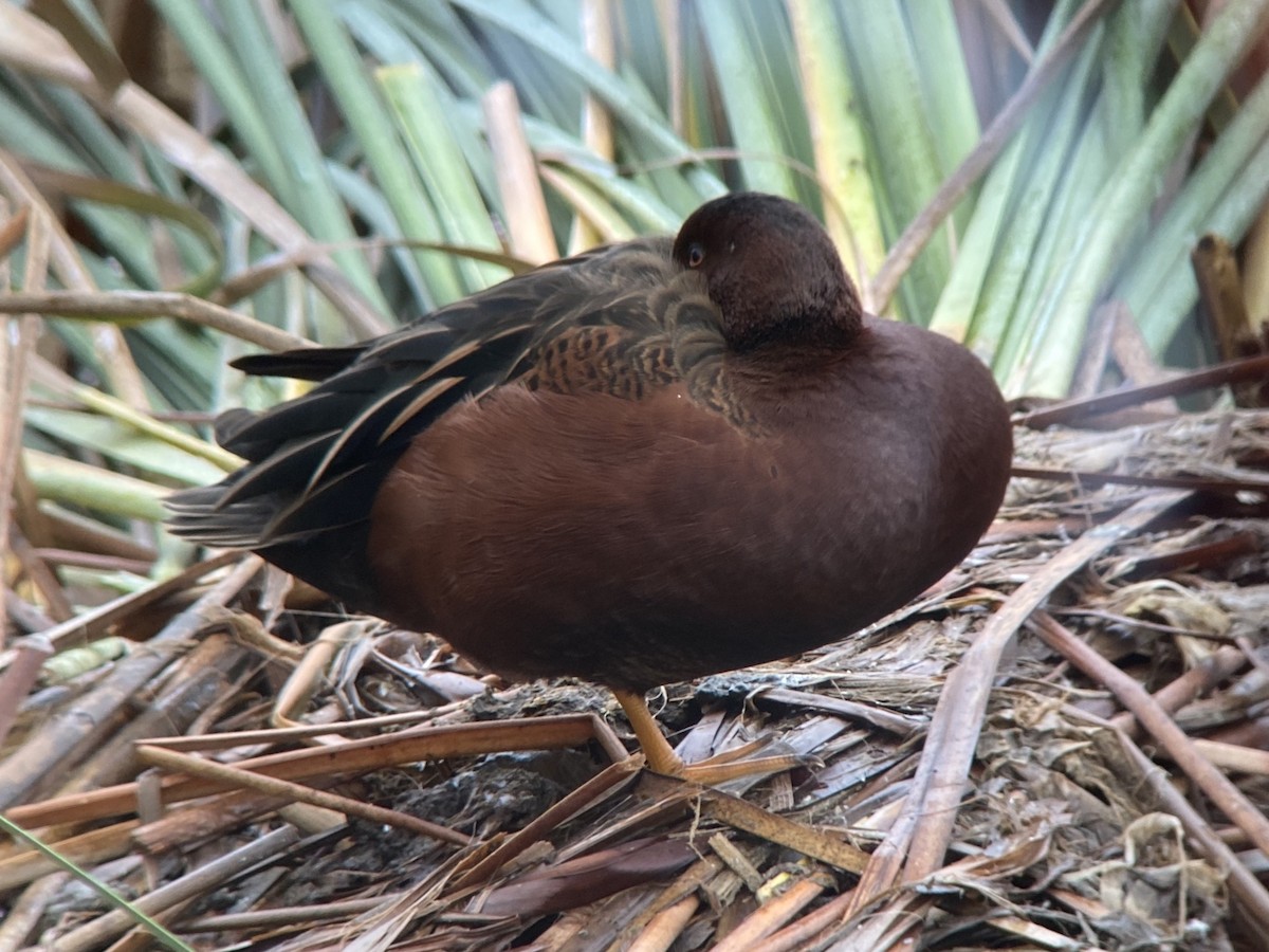 アカシマアジ - ML645305417