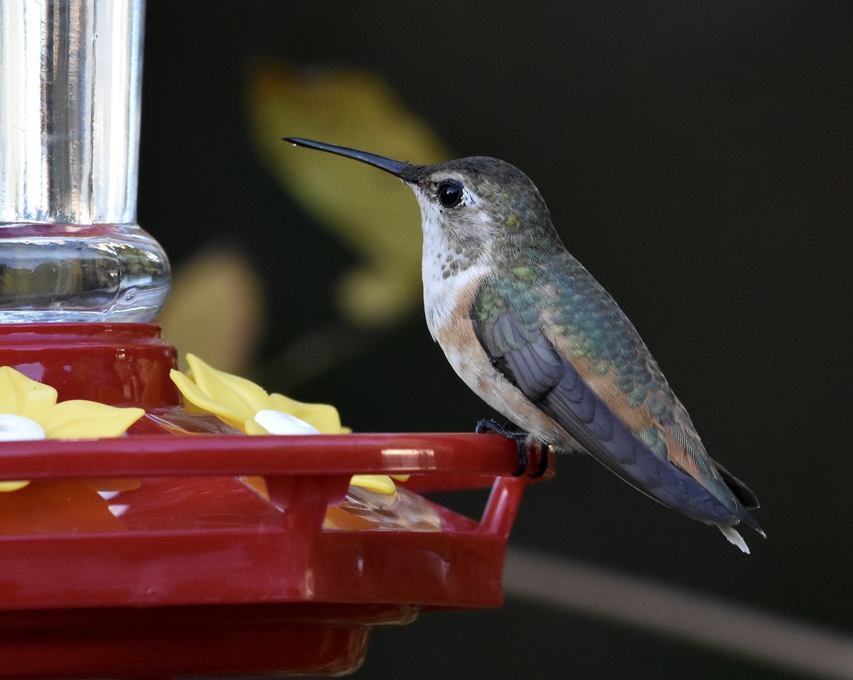 アカフトオハチドリ - ML645305419