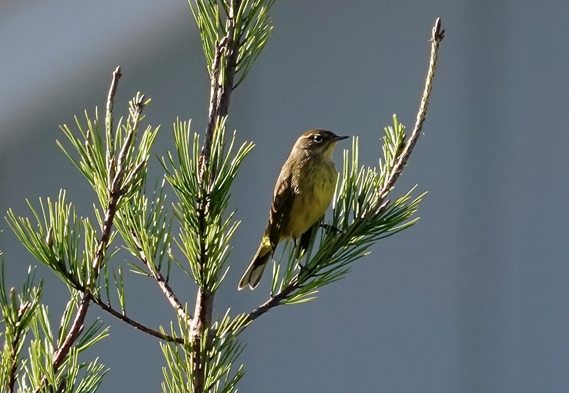 ヤシアメリカムシクイ - ML645305420