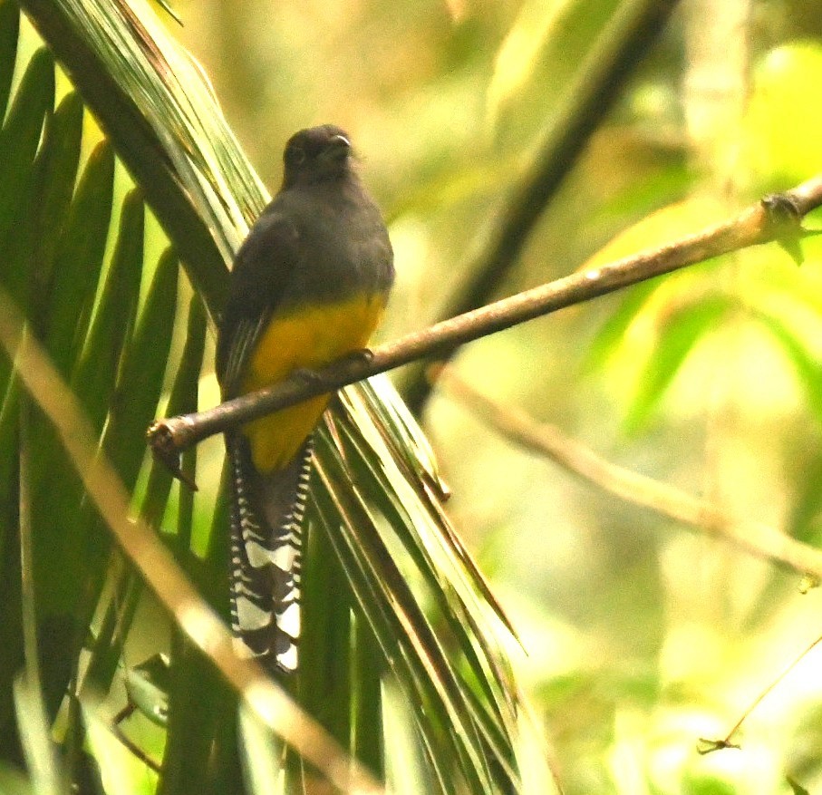 ハグロキヌバネドリ - ML645305421