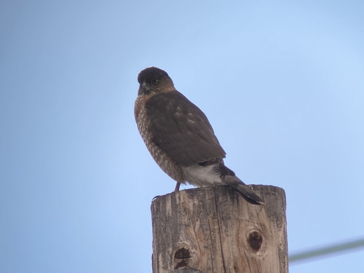 クーパーハイタカ - ML645305422