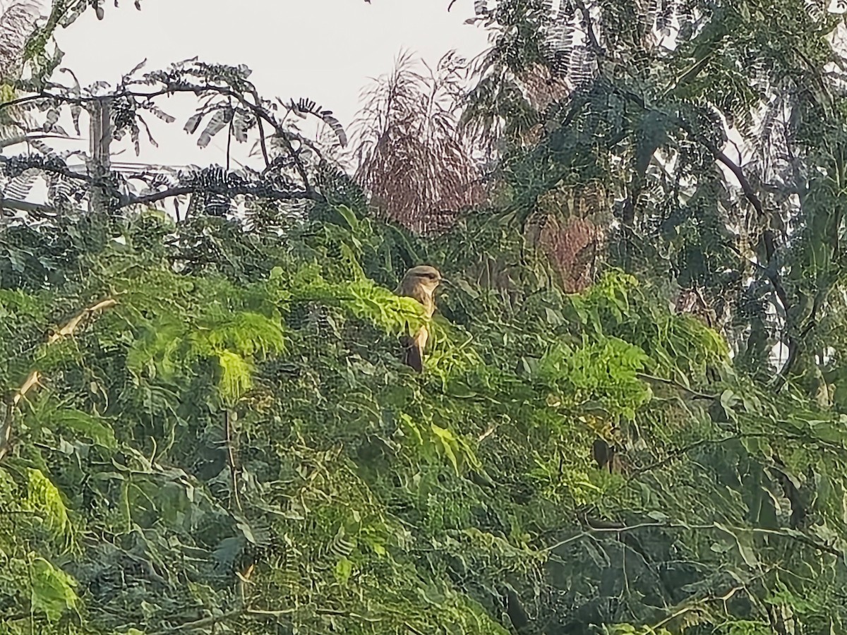 Isabelline Wheatear - ML645305428