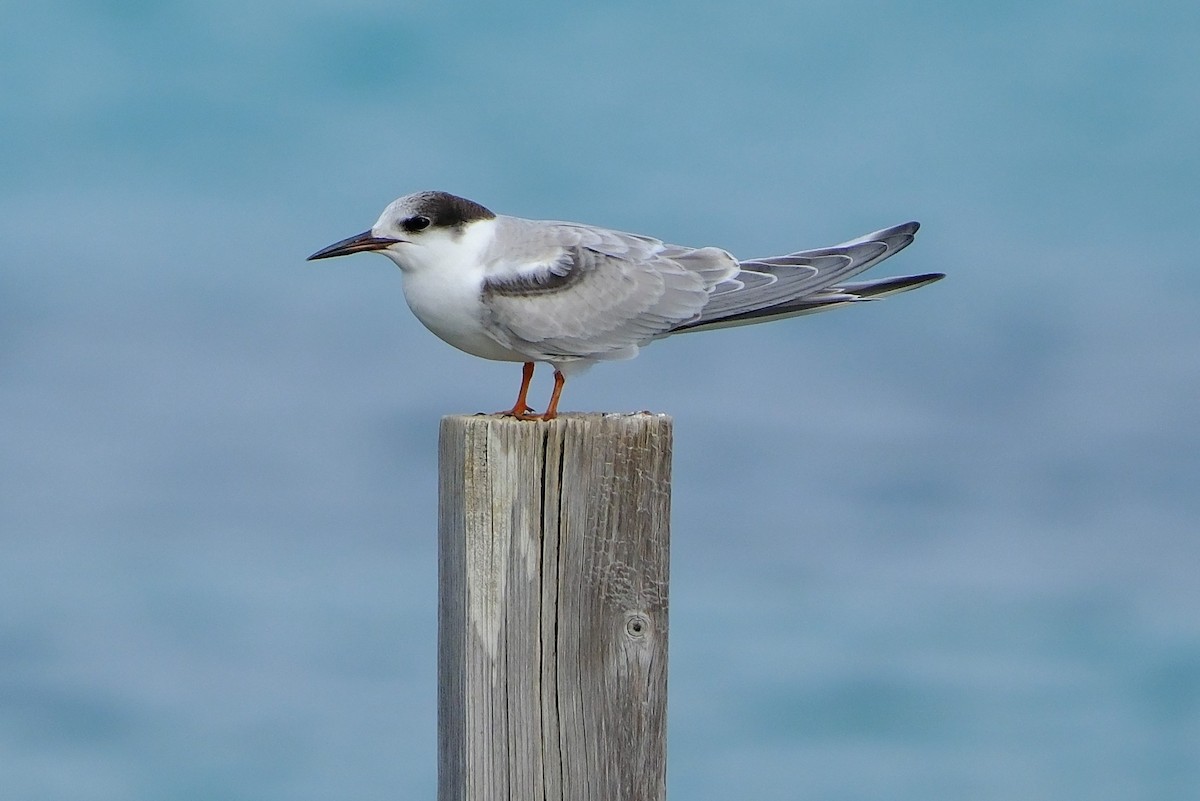 rybák obecný - ML645305435