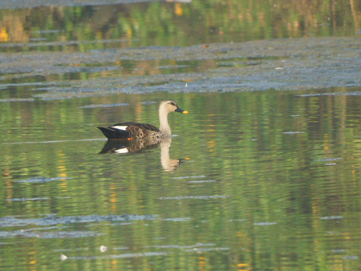 kachna skvrnozobá - ML645305437