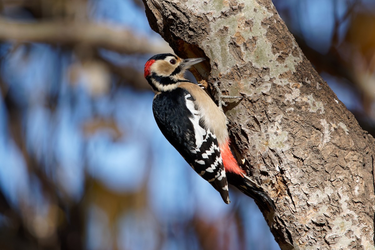Great Spotted Woodpecker - ML645305438