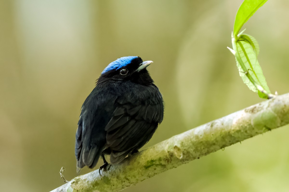 Velvety Manakin - ML645305439