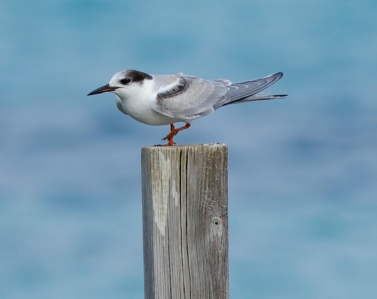 rybák obecný - ML645305441