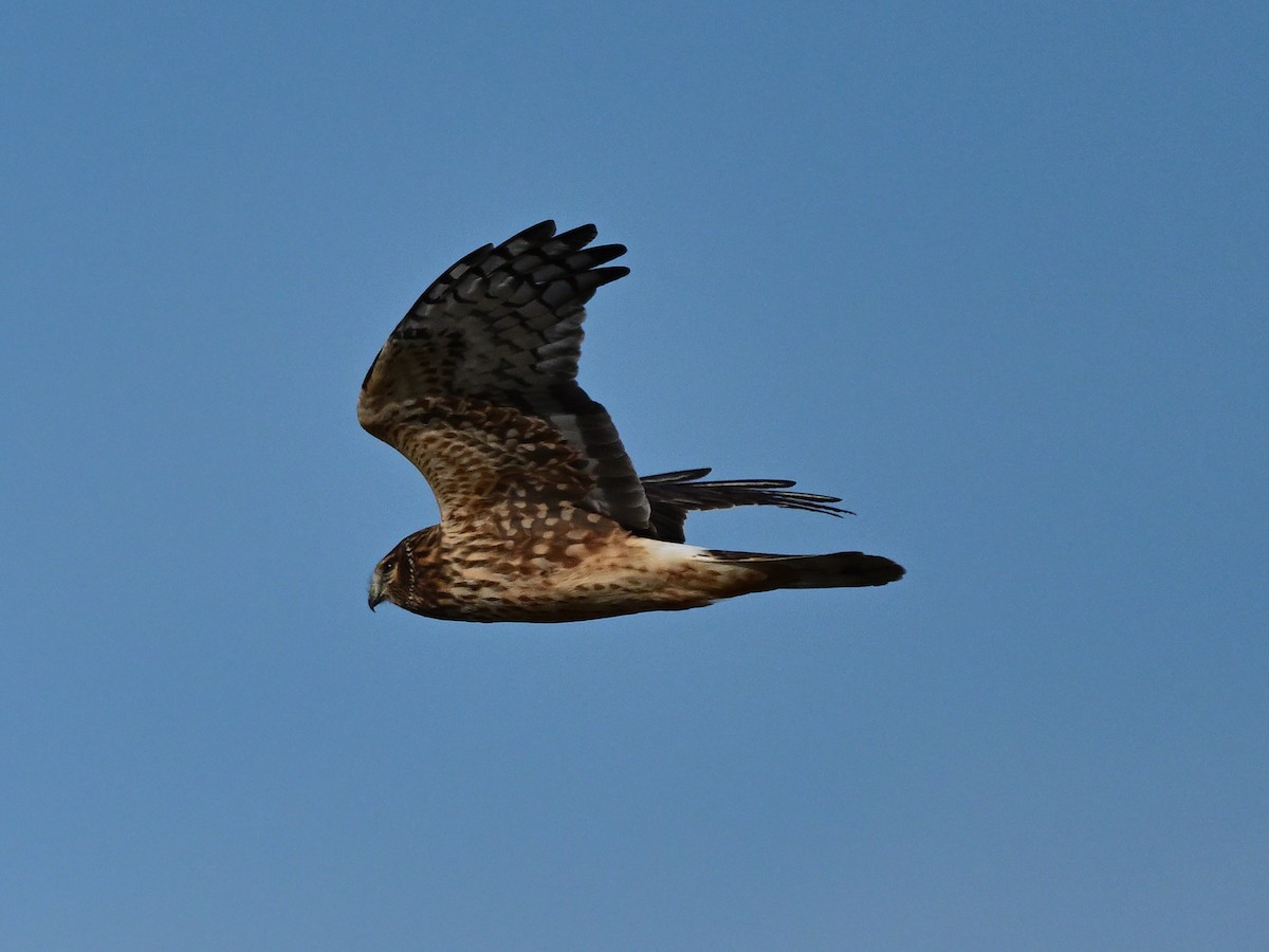 moták severoamerický - ML645305445