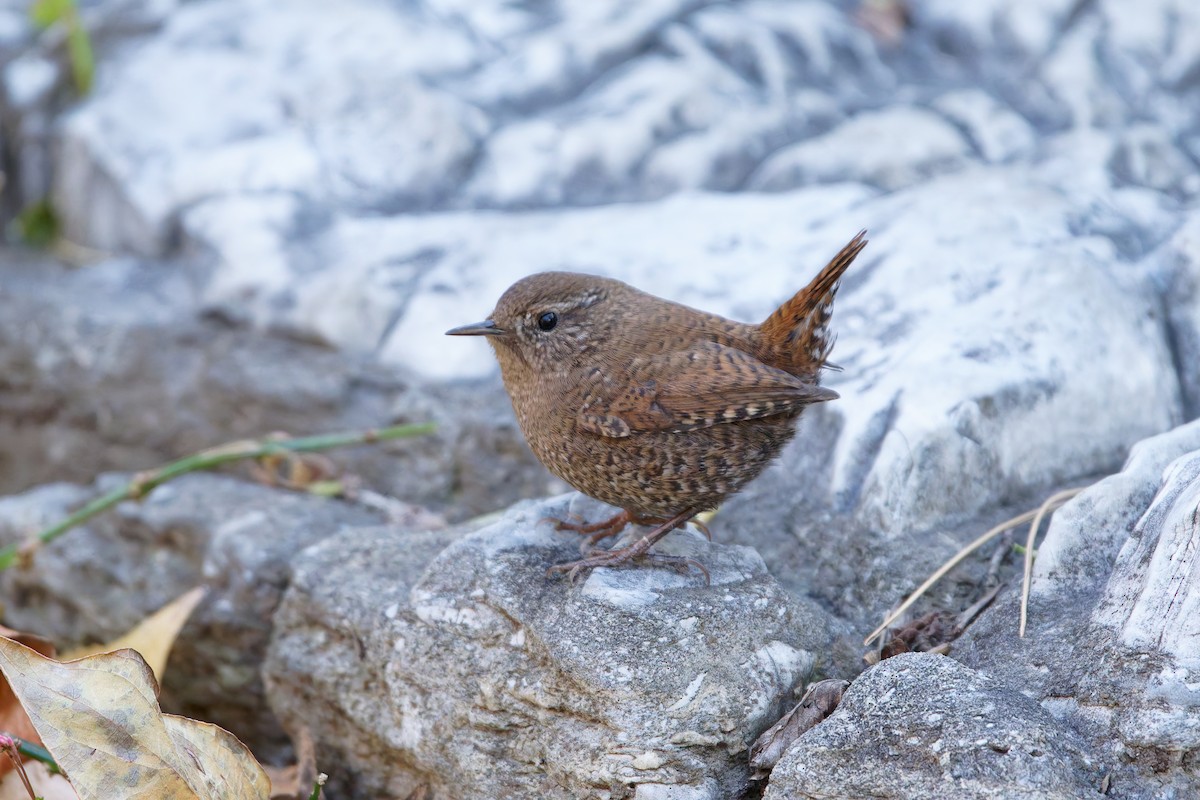 Eurasian Wren - ML645305448