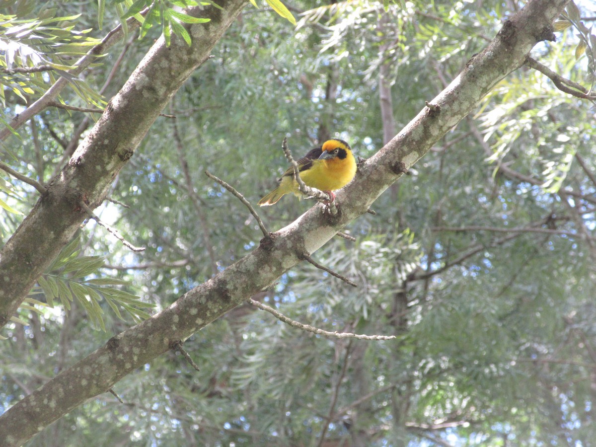 Tejedor Baglafecht - ML645305449