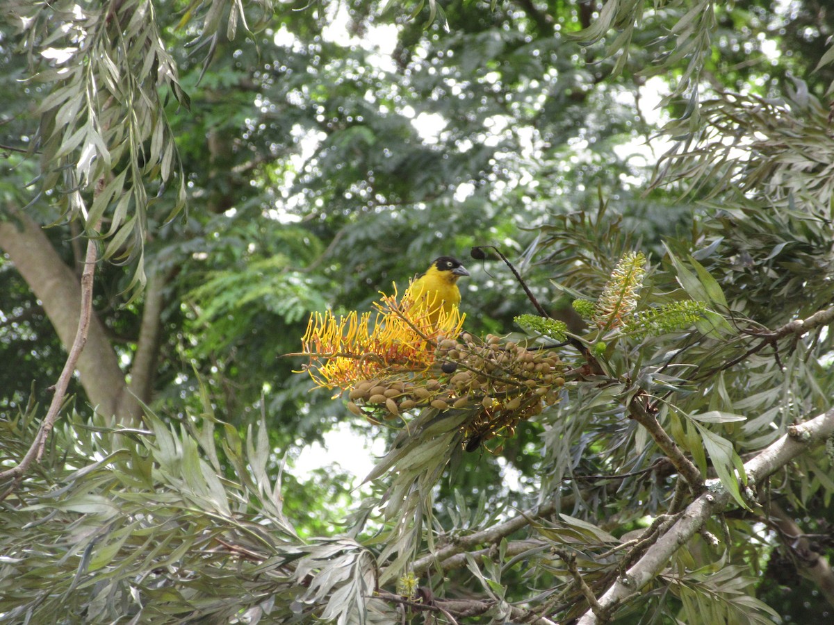 Tejedor Baglafecht - ML645305450