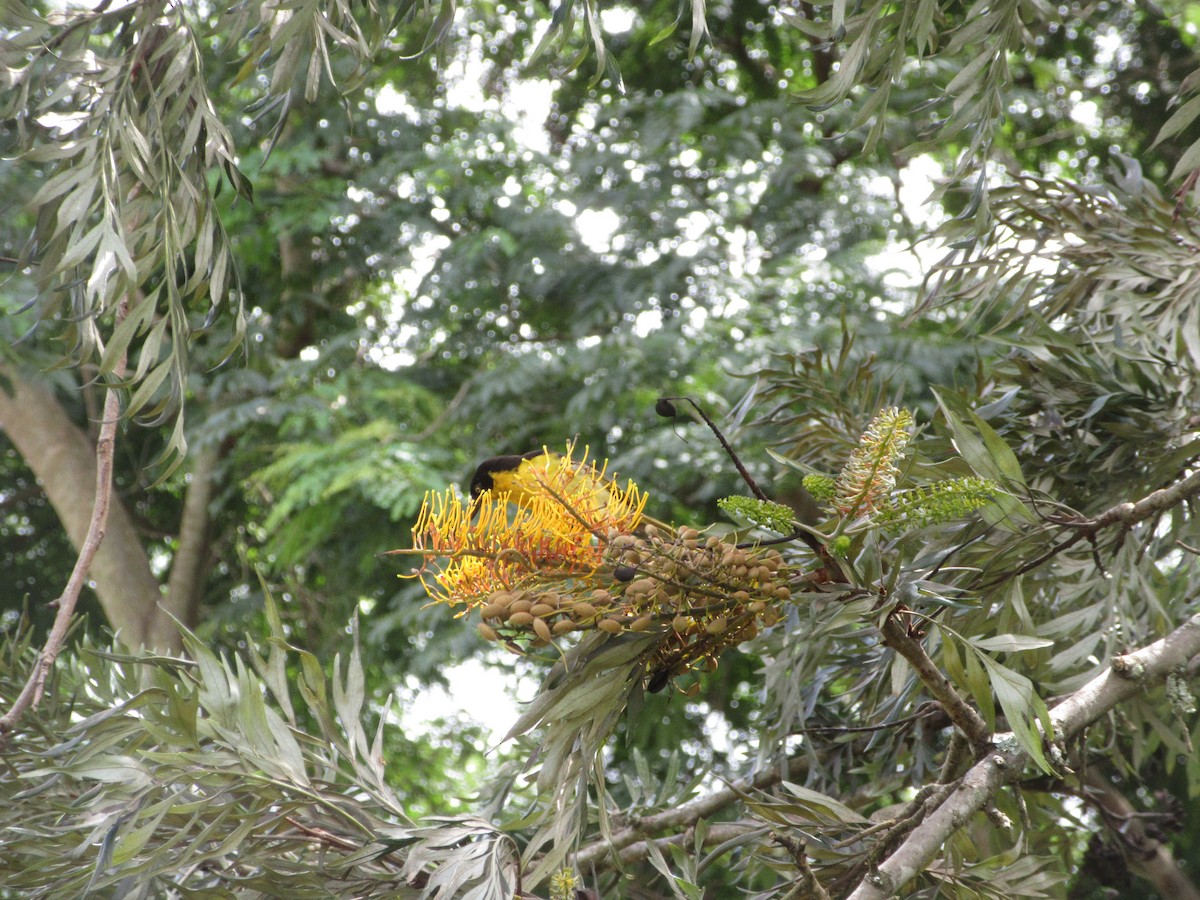 Tejedor Baglafecht - ML645305451