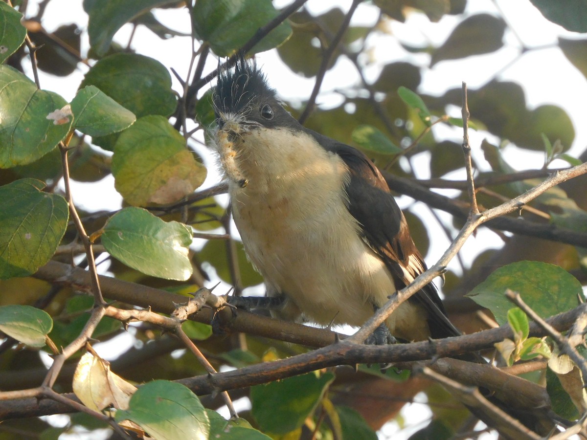 kukačka černobílá - ML645305452